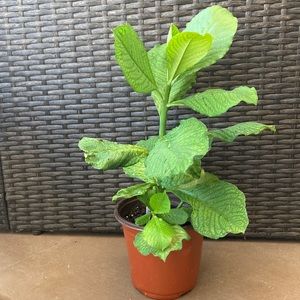 Healthy Synadenium Granting Lechero Africano, planta D La Vida African Milk Bush